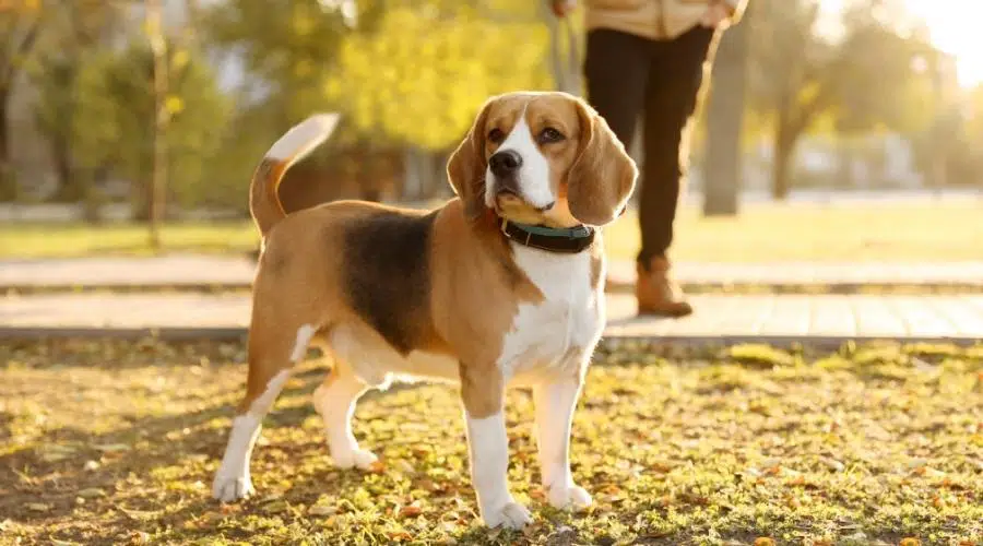 Hombre paseando a su lindo perro Beagle en el parque de otoño