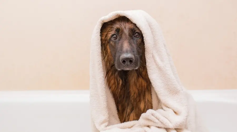 perro, en, baño, con, toalla, encima, ellos
