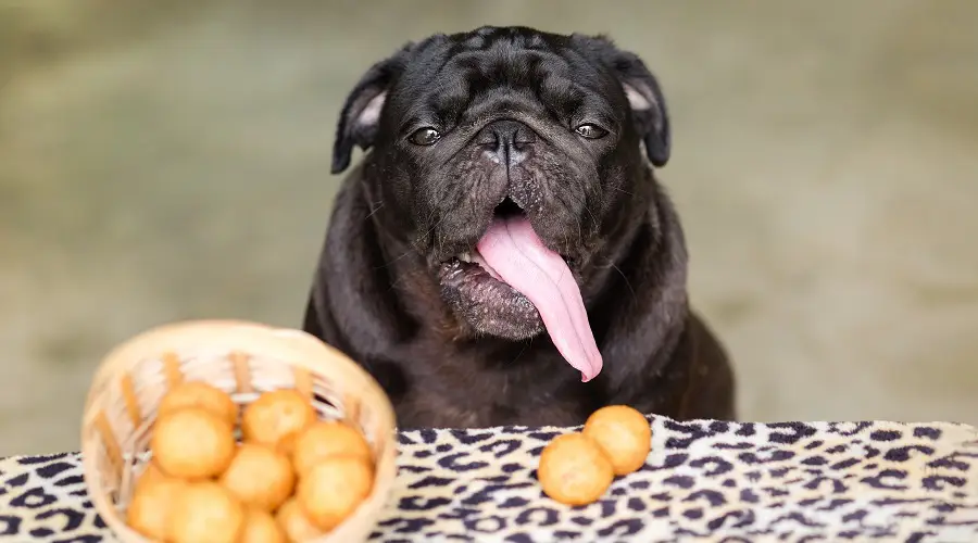 ¿Pueden los perros comer batatas?