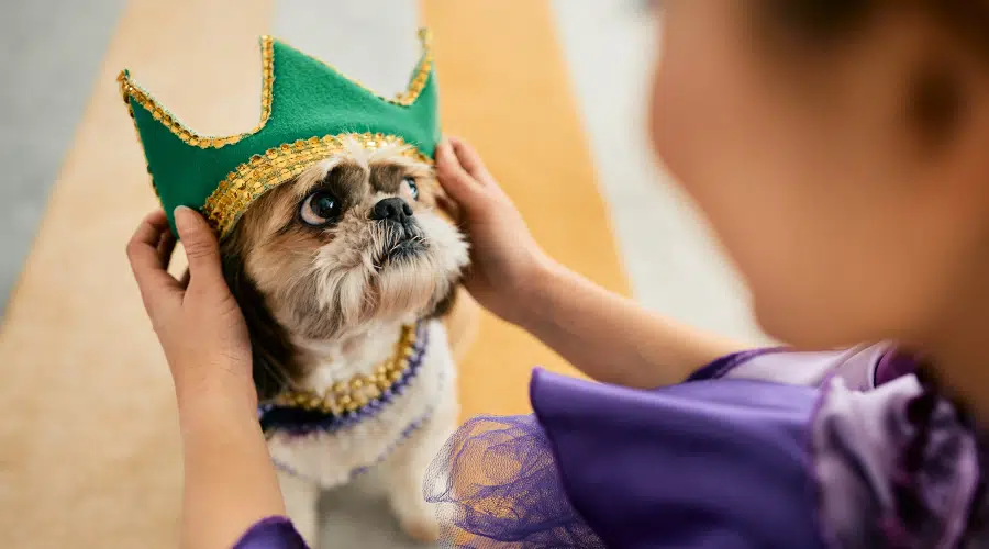 Primer plano de mujer poniendo una corona en la cabeza de perro mientras se prepara para el carnaval de Mardi Gras en casa