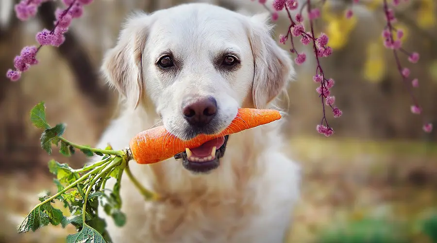 perro comiendo zanahoria