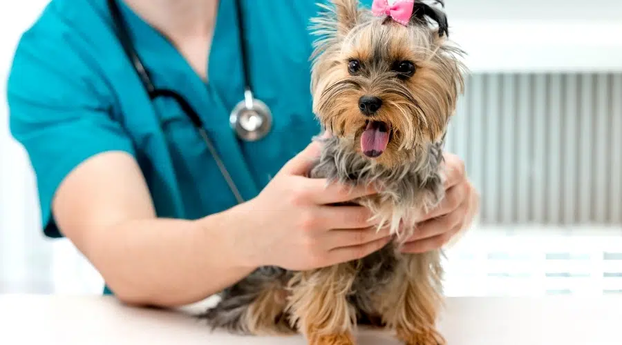 Chica yorkie en el veterinario haciéndose un chequeo
