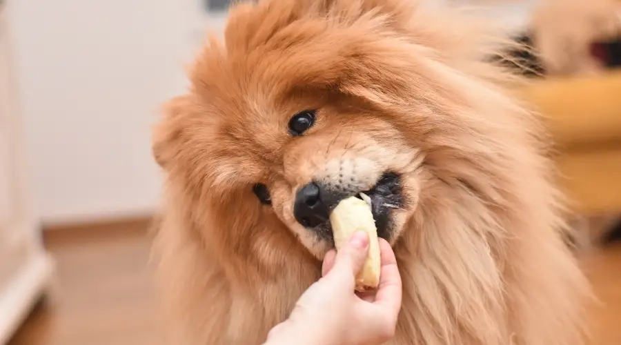 Perro Tan Chow comiendo plátano pelado de forma segura