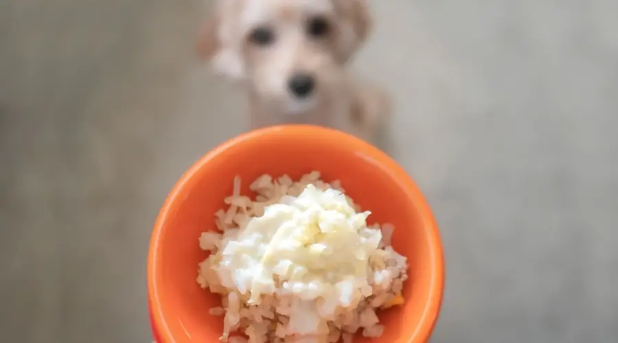 Perro blanco espera comida en Dog Bowl