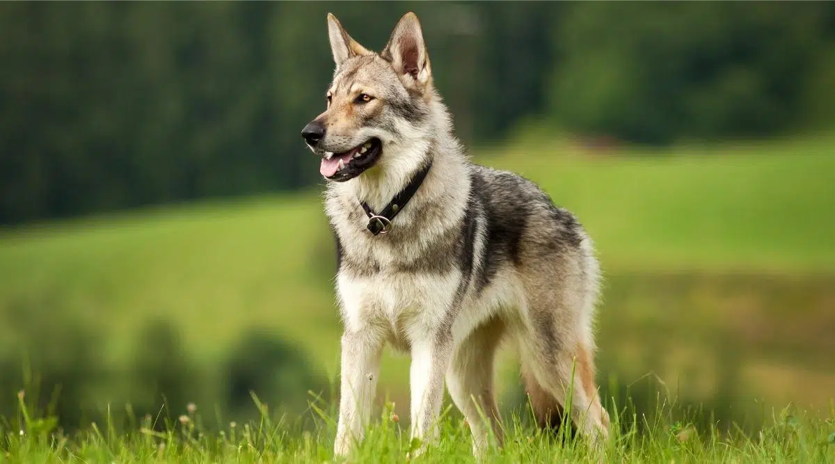 Lobo como raza de perro en Prado