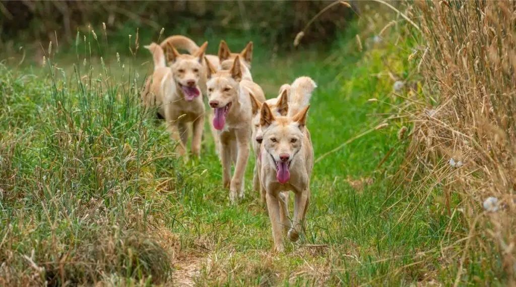 El dingo es un perro salvaje que se encuentra en Australia.