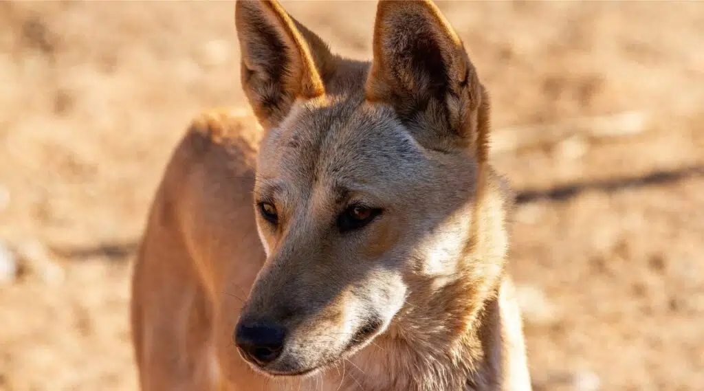 Cerca de dingo australiano