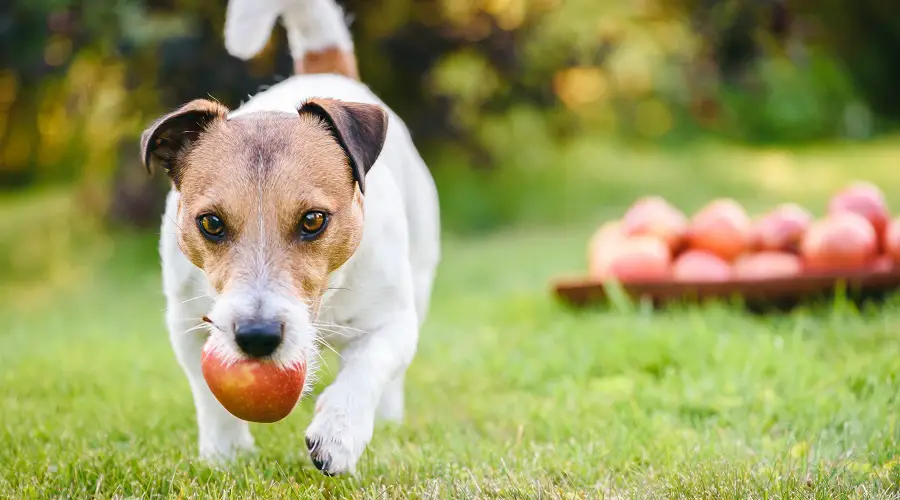 perro comiendo manzana