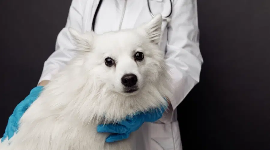 Perro Spitz blanco siendo revisado por un veterinario