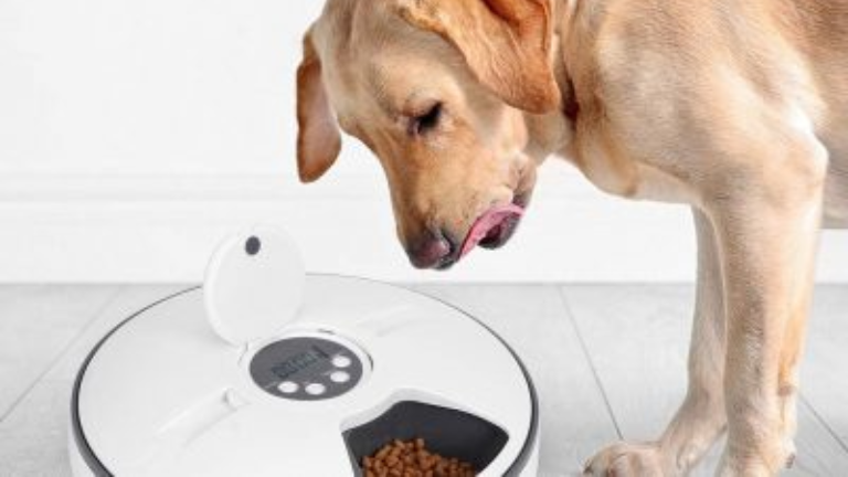 Comederos automáticos para perros​